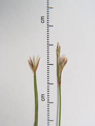 Attēlu rezultāti vaicājumam “Juncus stygius”