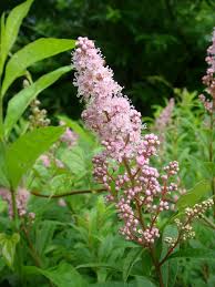 Attēlu rezultāti vaicājumam “Spiraea salicifolia”