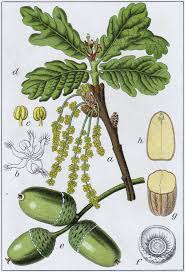 Attēlu rezultāti vaicājumam “Quercus robur female flower”