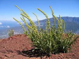 Image result for Reseda luteola