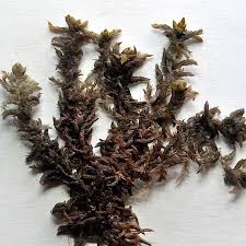 Attēlu rezultāti vaicājumam “Sphagnum platyphyllum”