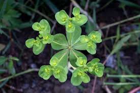Attēlu rezultāti vaicājumam “Euphorbia helioscopia leaf”