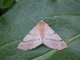 Attēlu rezultāti vaicājumam “Colotois pennaria”