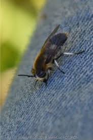 Attēlu rezultāti vaicājumam “Heptatoma pellucens”