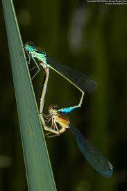 Attēlu rezultāti vaicājumam “Ischnura elegans”