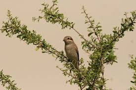 Attēlu rezultāti vaicājumam “Lanius collurio juvenile”