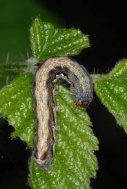 Attēlu rezultāti vaicājumam “Orthosia munda”