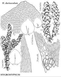 Attēlu rezultāti vaicājumam “Hygrohypnum luridum”