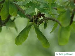 Attēlu rezultāti vaicājumam “Acer saccharinum fruit”