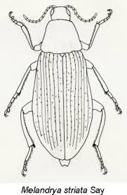 Attēlu rezultāti vaicājumam “Melandrya dubia”