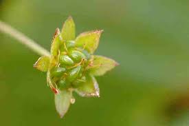 Attēlu rezultāti vaicājumam “Potentilla erecta fruit”
