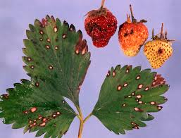 Attēlu rezultāti vaicājumam “Fragaria viridis leaf”