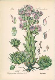 Image result for echtes Hauswurz