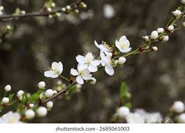 Attēlu rezultāti vaicājumam “Prunus cerasifera var. divaricata flower”