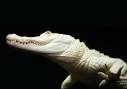 Is it Real? Mystical Albino Alligator Comes To South Carolina ...