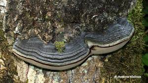 Attēlu rezultāti vaicājumam “Phellinus tremulae”