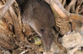 Attēlu rezultāti vaicājumam “Sorex araneus”