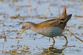 Image result for Porzana parva