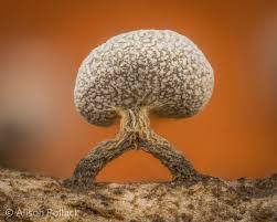 Attēlu rezultāti vaicājumam “Physarum leucophaeum macro”