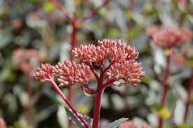 Attēlu rezultāti vaicājumam “Hylotelephium telephium bud”