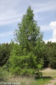 Attēlu rezultāti vaicājumam “Larix decidua var. polonica”