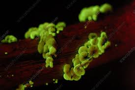 Attēlu rezultāti vaicājumam “Panellus stipticus”