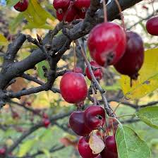 Attēlu rezultāti vaicājumam “Malus baccata”