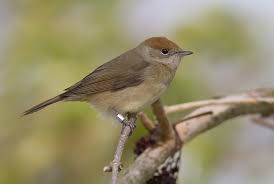 Attēlu rezultāti vaicājumam “Sylvia atricapilla”