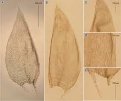 Attēlu rezultāti vaicājumam “Brachythecium salebrosum sporophyte”