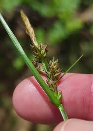 Attēlu rezultāti vaicājumam “Carex pilulifera”