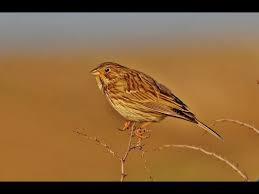 Image result for Emberiza calandra