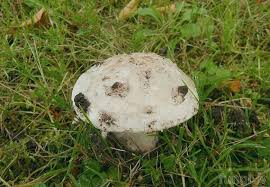 Attēlu rezultāti vaicājumam “Amanita strobiliformis”