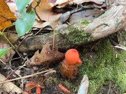 Attēlu rezultāti vaicājumam “Enerthenema papillatum stalked”