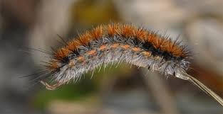 Attēlu rezultāti vaicājumam “Rhyparia purpurata”