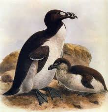 Image result for Pinguinus impennis
