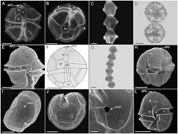 Attēlu rezultāti vaicājumam “Physarum alexandrowiczii sessile”