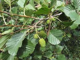 Attēlu rezultāti vaicājumam “Alnus glutinosa”