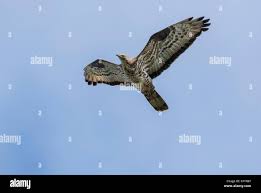 Attēlu rezultāti vaicājumam “Pernis apivorus adult”