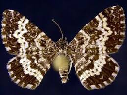 Attēlu rezultāti vaicājumam “Epirrhoe”