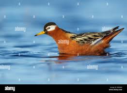 Attēlu rezultāti vaicājumam “Phalaropus fulicarius”