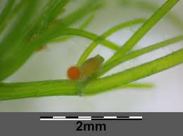 Attēlu rezultāti vaicājumam “Chara contraria”