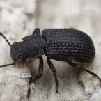 Attēlu rezultāti vaicājumam “Bolitophagus reticulatus”