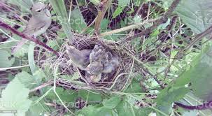 Attēlu rezultāti vaicājumam “Sylvia borin nest”