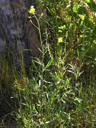 Attēlu rezultāti vaicājumam “Diplotaxis tenuifolia”