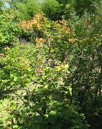 Attēlu rezultāti vaicājumam “Viburnum opulus bud”