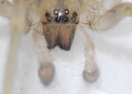 Attēlu rezultāti vaicājumam “Cheiracanthium sp.”