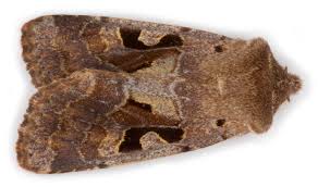 Attēlu rezultāti vaicājumam “Orthosia gothica”