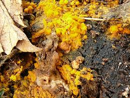 Attēlu rezultāti vaicājumam “Trichia scabra spores”