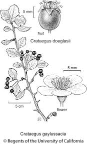 Attēlu rezultāti vaicājumam “Crataegus douglasii”