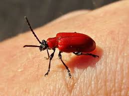 Attēlu rezultāti vaicājumam “Lilioceris lilii”